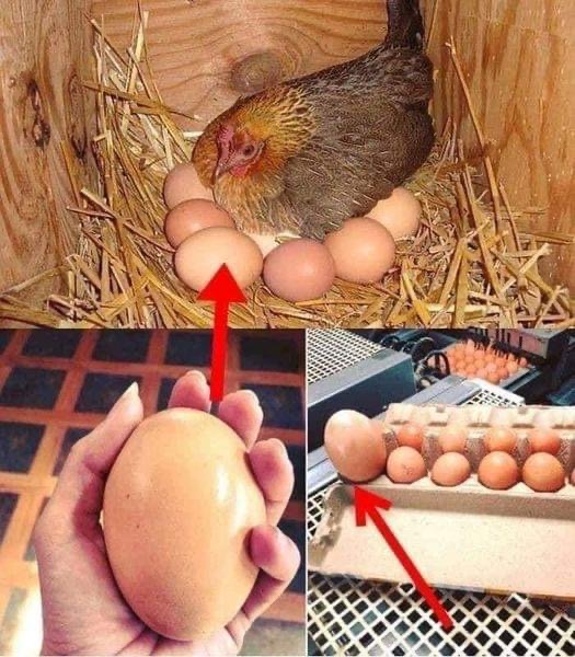 A farmer found a huge egg under a chicken – when he saw what came out of it, he couldn’t believe his eyes. Check the comments: