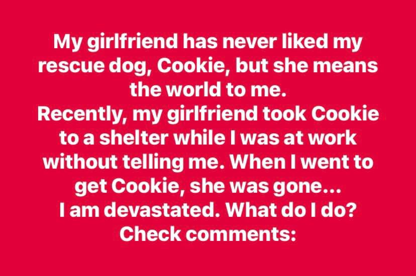 Woman leaves boyfriend’s dog at shelter while he was at work