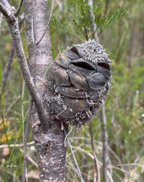 Woman spots what she thinks is a happy bird in the forest – then suddenly realizes her mistake