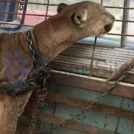 Circus lion was locked up for 20 long years, now watch his reaction when he’s released