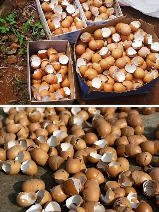 7 Brilliant Ways To Use Eggshells In Your Garden