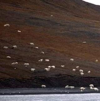 Tourists Thought They Were Approaching A Flock Of Grazing Sheep, Had No Idea How Wrong They Were