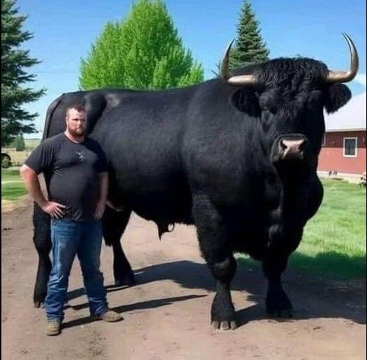 I recently spent $6,500 on this registered Black Angus bull.